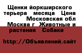 Щенки йоркширского терьера 2 месяца › Цена ­ 25 000 - Московская обл., Москва г. Животные и растения » Собаки   
